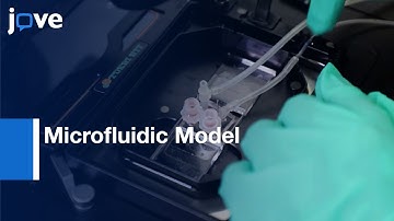 Microfluidic Model To Mimic Initial Event Of Neovascularization l Protocol Preview