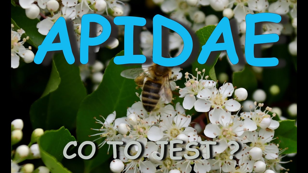 Apidae. Co to jest ?  Makrofotografia - Mój Makro Świat - My macro world 