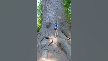 Worlds Largest Spruce Tree #shorts
