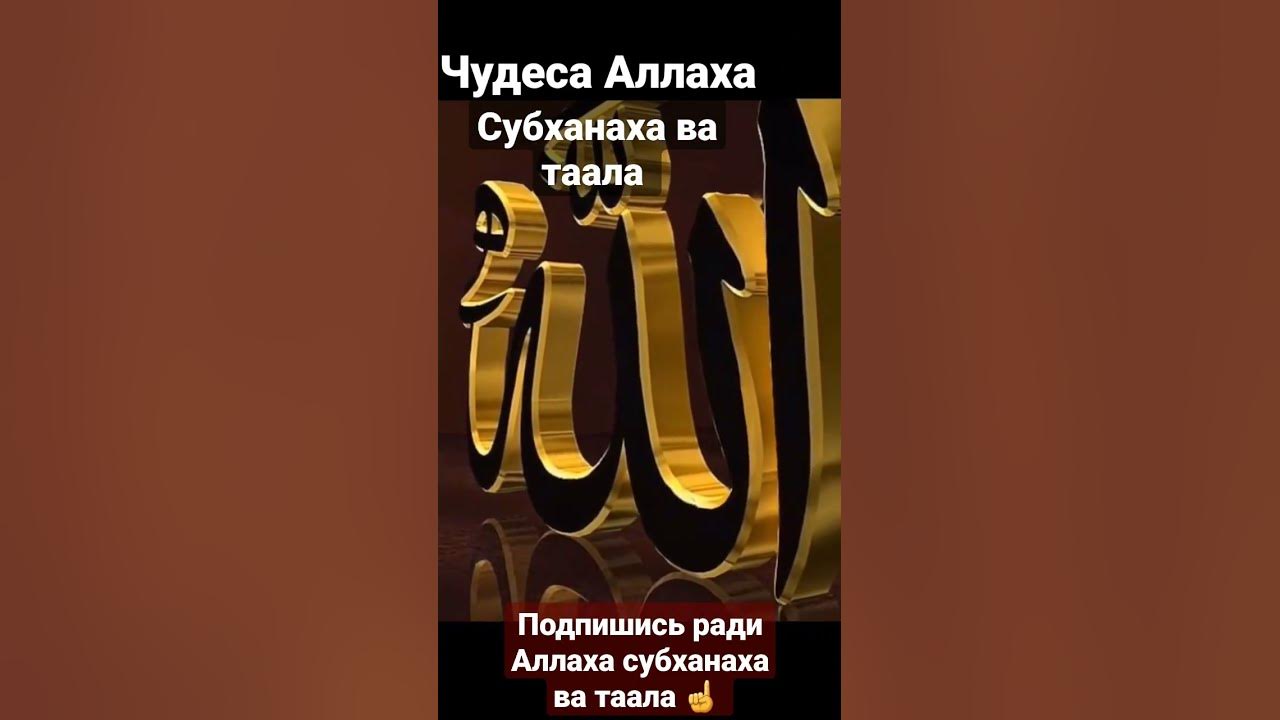 7 Чудес Аллаха.