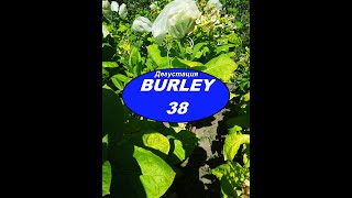 Дегустация сорта Burley 38