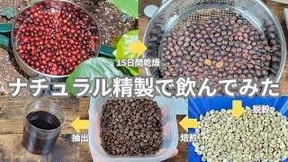 【コーヒー焙煎】コーヒーチェリーをナチュラルで精製して飲んでみた【コーヒーチェリー,杏里ファーム,ティピカ,イエローブルボン,アラビカ】