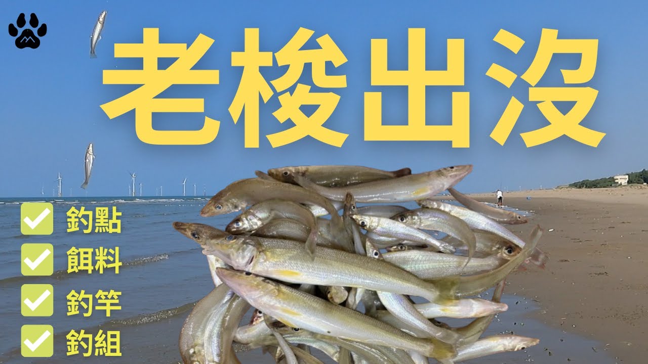 一丟下去就咬!!!真是拉力十足!!!遇到魚窟!!!體型都還不錯!!!#山狗大#釣魚#fishing#台湾釣り#遠投#沉底#灘釣#沙梭