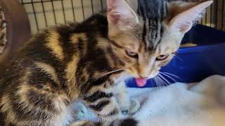 Ribeye kitten meows and crying before vomiting