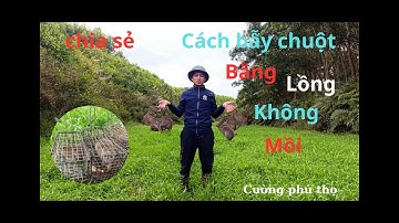 hướng dẫn cách đặt bẫy chuột bằng lồng không mồi chi tiết và hiệu quả 100%/ Cường Phú Thọ