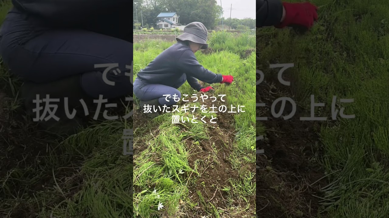 0円でミネラル補給 #無肥料 #スギナ