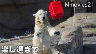 Polar Bear 