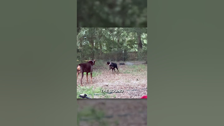 Real-Life Test: Tractive DOG 6 Stands Up to Water, Mud, and Darkness