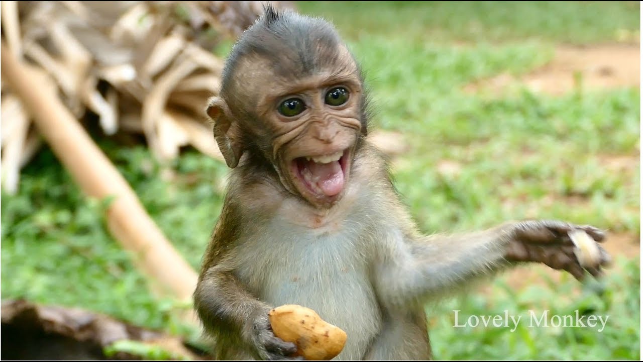Baby Monkey Carlino Hungry | Baby Monkey Carlino Feeding Fruit and Milk.