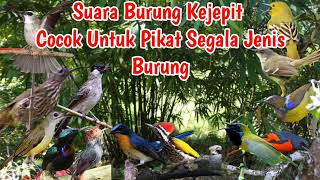 Suara Pikat Burung Kejepit| Cocok untuk pikat segala jenis burung