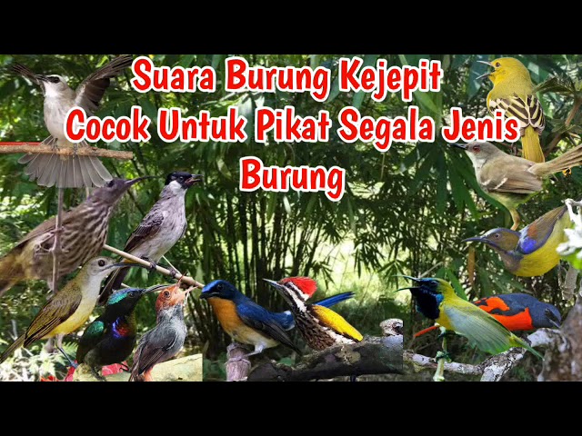 Suara Pikat Burung Kejepit| Cocok untuk pikat segala jenis burung class=