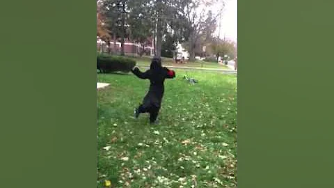 Phantom gangum style