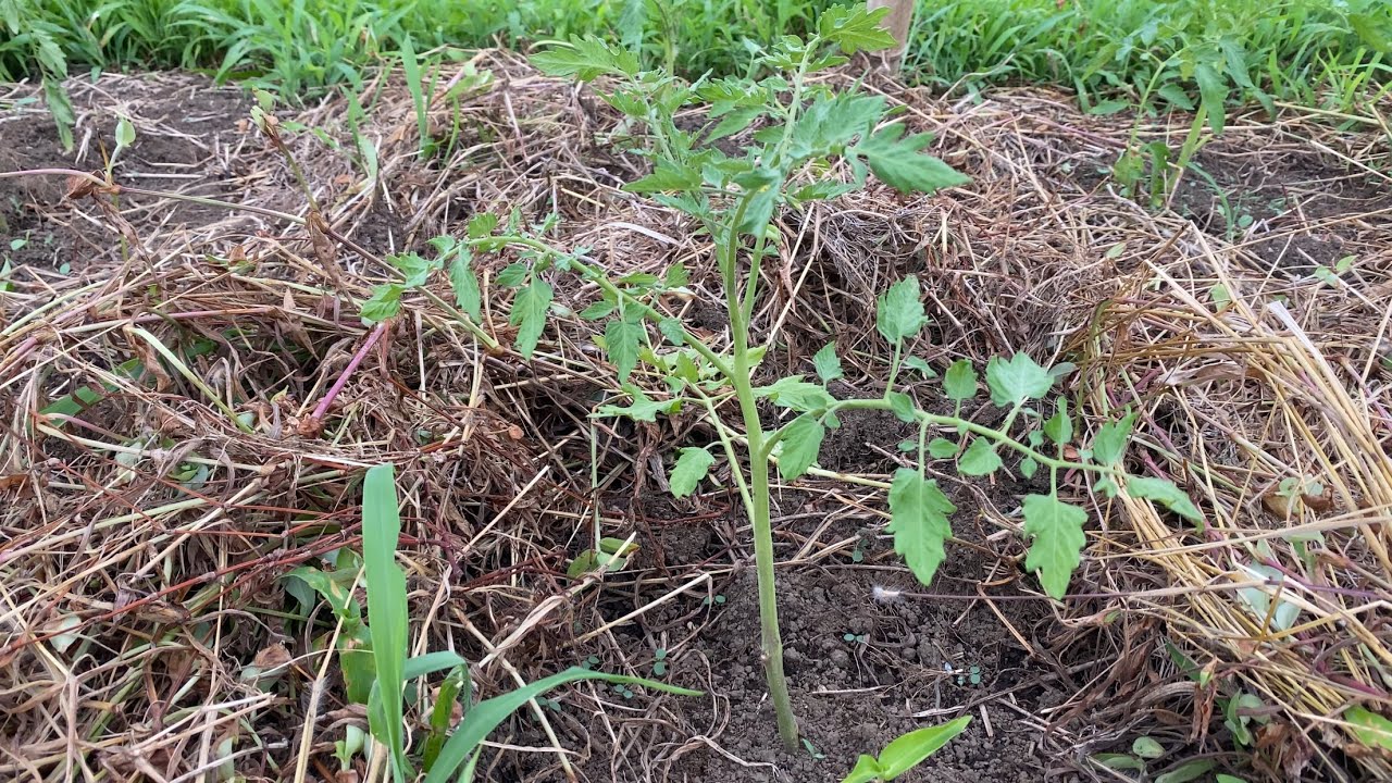 Tomato Cutting Propagation] *Status one week after planting* - YouTube
