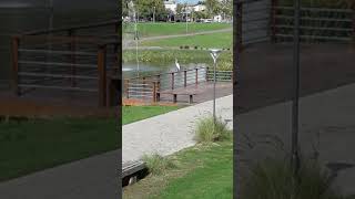 garza real en parque urbano de Zárate(2)