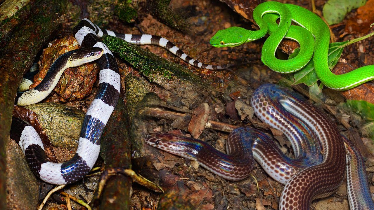 Что происходит сегодня вечером у ручья? Появляются кобры, тигры и краснохвостые лисы! | @thegioiran