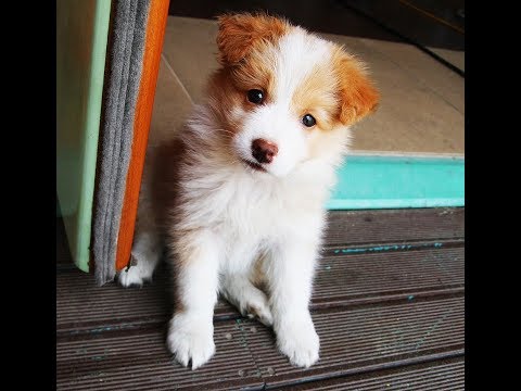 Vídeo: Como Se Livrar De Vermes Em Um Cachorro