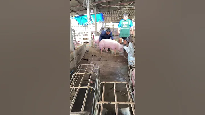 loading pigs #farmers #pig #pigfeed #pigbreeding #cow #hogger #pigfarming #farming