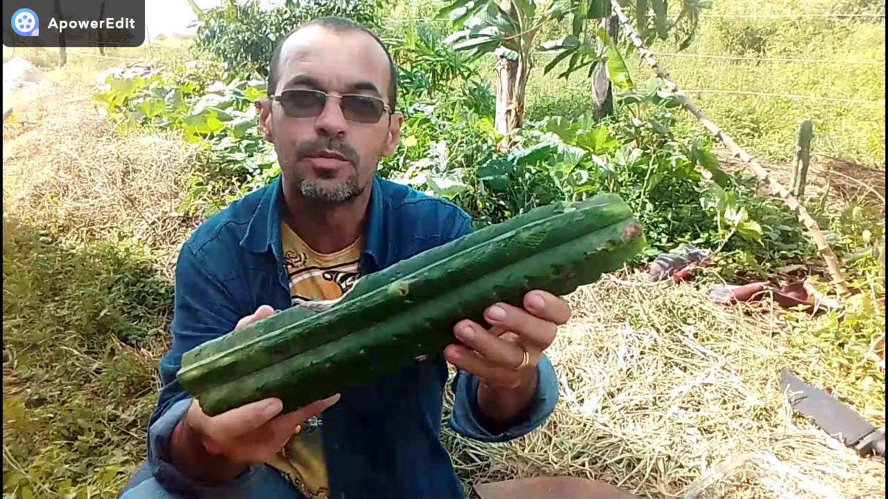 Preparando San Pedro/gigantón/huachuma/wachuma #wachuma #achuma # ...