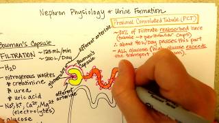 Nephron Function, Part 1