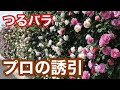 【沢山咲かせる】つるばら誘引＆質問