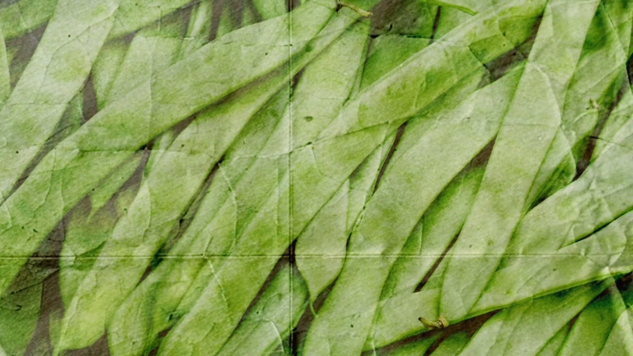 Guarda Green Beans su YouTube Guarda Green Beans su YouTube
