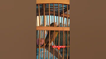 تغريد طائر الخضري 