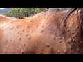 Maladies du cheval raction allergique excessive chez un talon