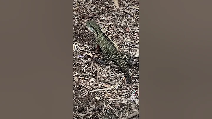 Things To Do In Brisbane: Visit local parks #visitqueensland #travelguide #brisbane