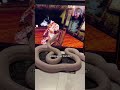 Proof that only Tofu hates Markiplier #snake #reptiles #animals #pets #silly