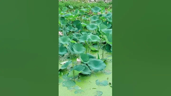 Lotus garden - DayDayNews