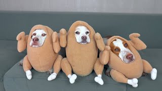 These Pups Are Ready For Halloween! Dog Costume Compilation 🐶 by PetsOnly 574 views 6 months ago 8 minutes, 2 seconds