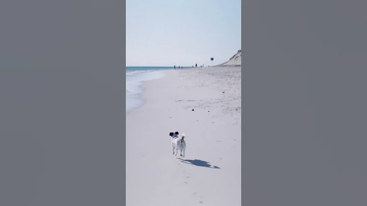 Dog Beaches - Episode 1