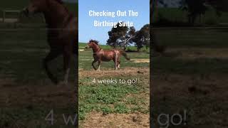 Foal due 15th October so Rihanna is checking out the birthing suite.