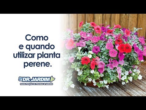 Vídeo: Cuidados com plantas perenes – Dicas para identificar e cultivar perenes