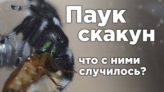 ЧТО СЛУЧИЛОСЬ С ПАУКАМИ СКАКУНАМИ?