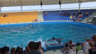 Одесский дельфинарий NEMO, дельфины ,морские котики!