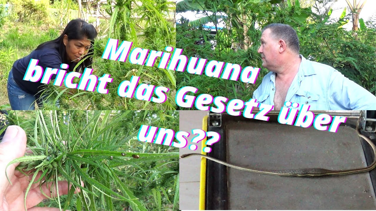 Thailand. Besuch einer Cannabis Farm. Wieder illegal? Soll Marihuana wieder verboten werden?