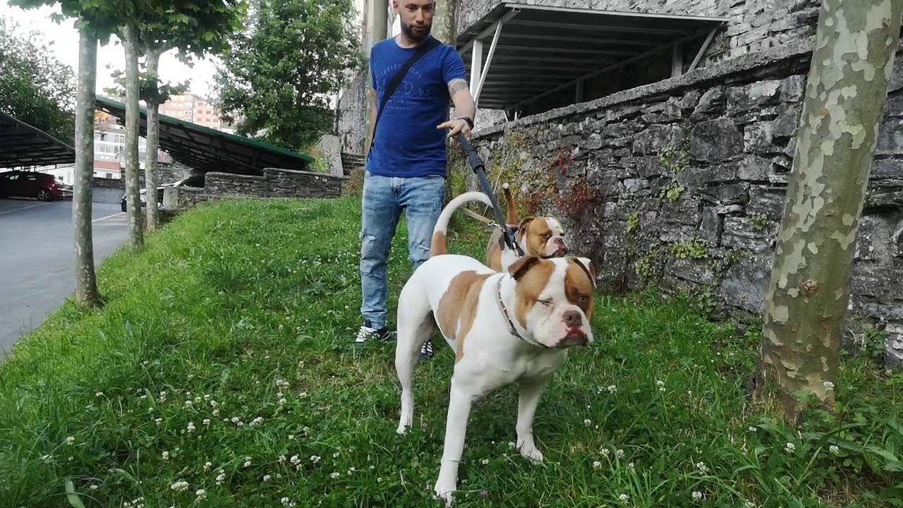 camera iphone 8 plus apk Gadirbulls American Bulldog