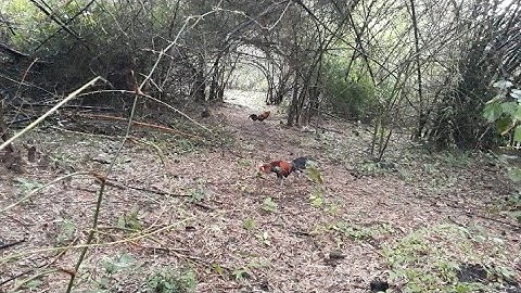 ต่อไก่ป่า Dib qaib qus tuaj zoo tiag2 : 17-11-2021