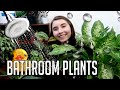 Best Houseplants For Bathrooms