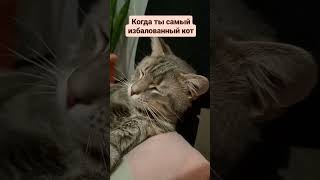 #Cat #Tiktok #Смех_До_Слез #Shortscats