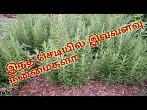 How to grow Rosemary plant and Benefits|| இந்த செடியில் இவ்வளவு நன்மைகளா - YouTube