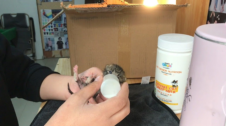 第一次喂这么小的奶猫，好紧张啊，希望小奶猫快快长大，太可怜了
