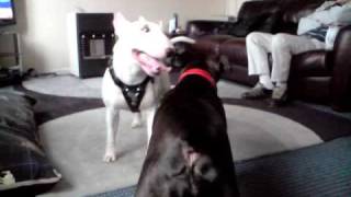 Bullseye And Diarra Playing