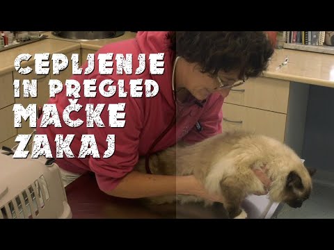 Video: Whisker Utrujenost Pri Mačkah: Kaj Je To In Kako Pomagati