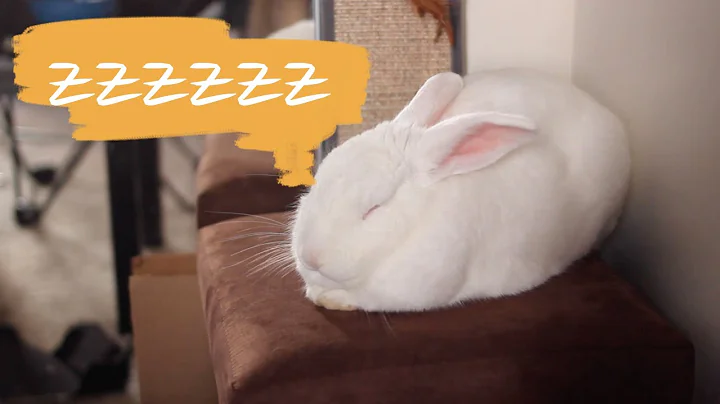 How to know when a rabbit is sleeping - DayDayNews