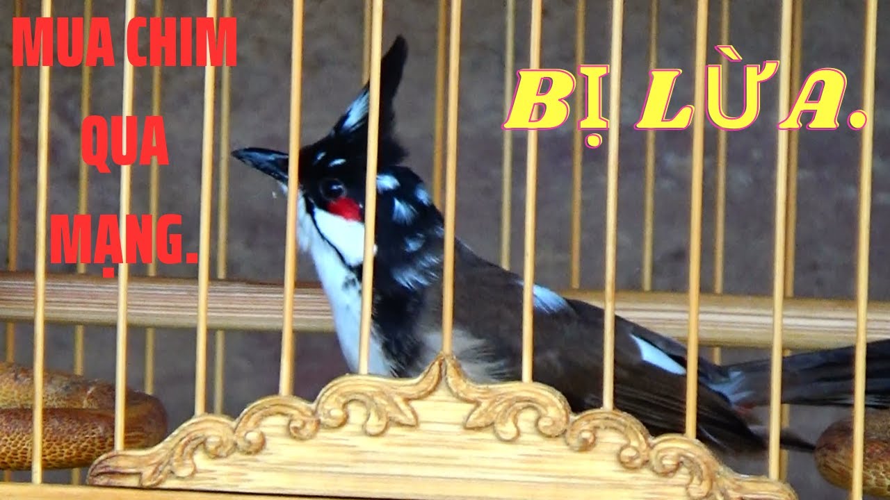 Mất 1TR Để Kiểm Tra Chim Chào Mào Mơ Thật Hay Giả Khi Mua Chim Qua Mạng Ae Xem Tham Khảo.
