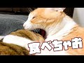 甘えんぼすぎる兄猫が可愛すぎて食べてしまう弟猫