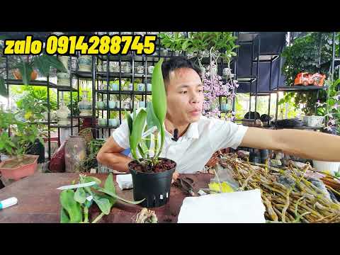 Video: Thông tin về lan Cattleya - Cách trồng lan Cattleya