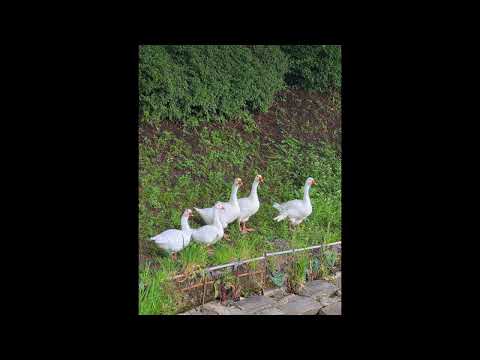 개코 & 이수현 - 조조비행